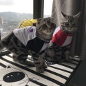 ブランドCHAMPIONペット服 犬のTシャツ ネコのパーカー チャンピオン ペット 春夏のTシャツ 通気性抜群 柔らかい かわいい 猫服 コットン ペット変身服 ドッグウェア 半袖 犬猫用洋服 お出かけ用 XS - 2XL