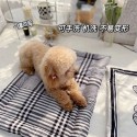 バーバリー ペット用品 ブランド ペットベッド 犬用マット Burberry ベッドパッド クッション 猫のマット リバーシブル 小中型ペット 洗える 柔らかい 滑り止め 掃除しやすい 四季対応 ふわふわ 激安 S M L