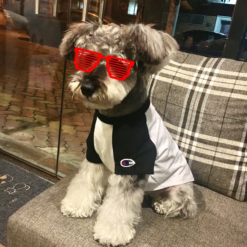 ブランドCHAMPIONペット服 犬のTシャツ ネコのパーカー 